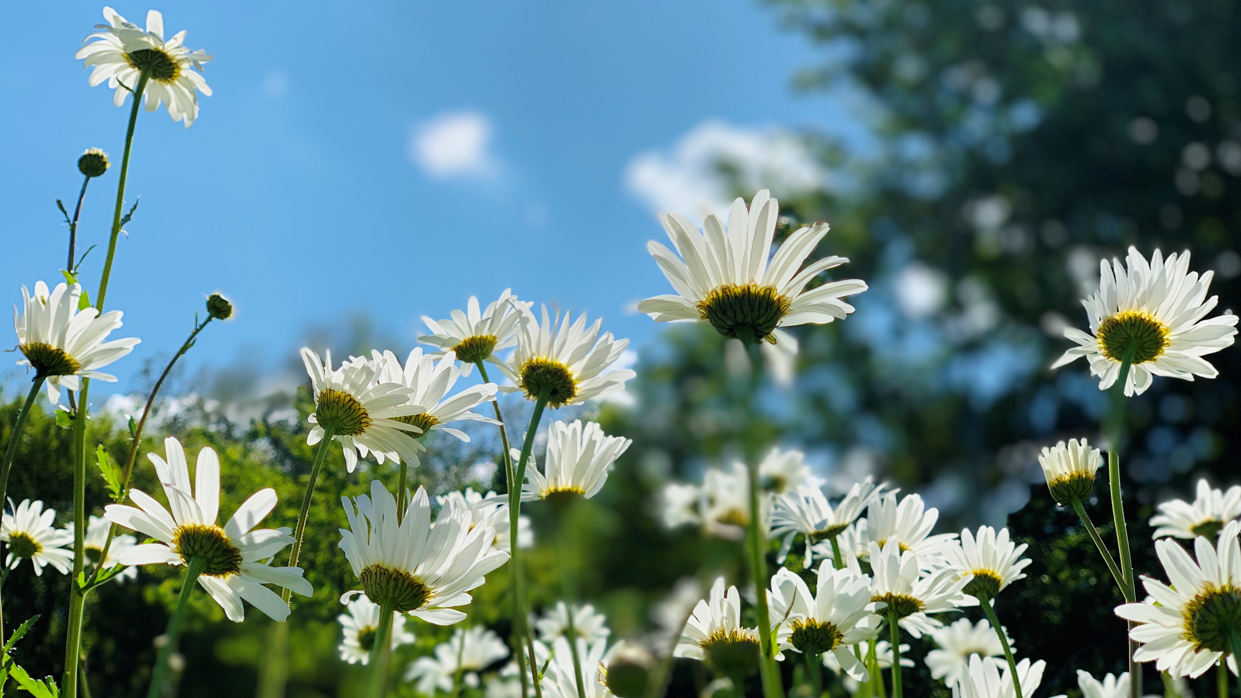 FLOWER 22